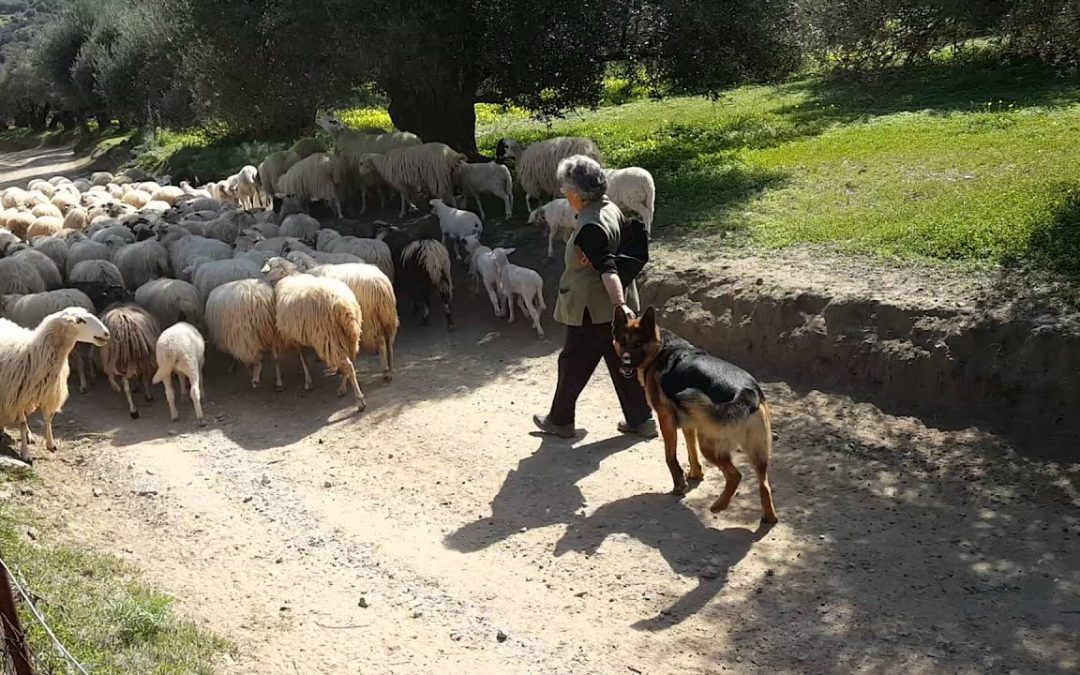 Η ΛΟΓΙΚΗ ΤΗΣ ΠΟΛΙΤΙΣΜΙΚΟΤΗΤΑΣ