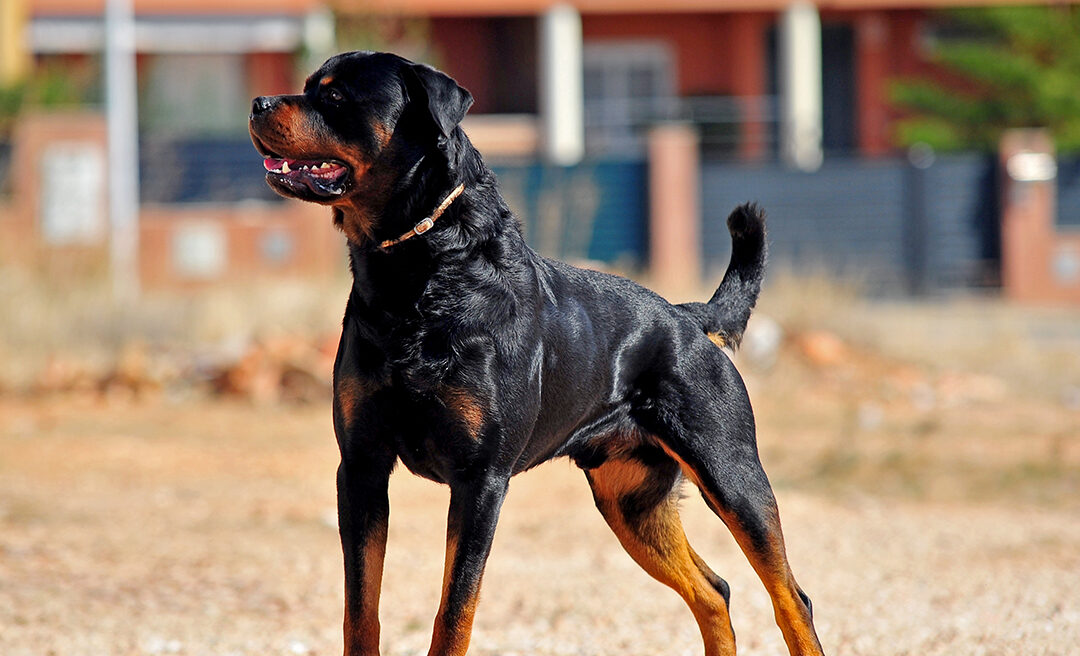 Προβληματισμός: Τι γίνεται με τα Rottweiler  στην Κύπρο;