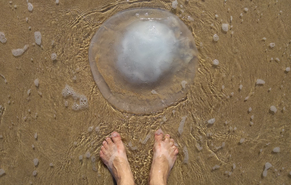 Μέδουσες-γίγαντες από την Ερυθρά Θάλασσα σε παραλίες της Ρόδου – Τι λέει ειδικός, τον ανησυχεί η εμφάνισή τους;