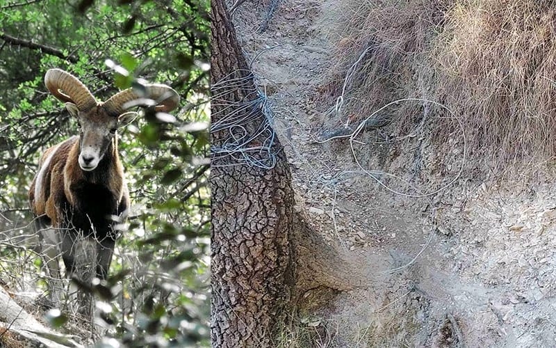 ΑΜΑ ΚΑΘΟΝΤΑΙ ΚΑΙ ΤΡΩΝΕ ΑΓΡΙΝΑ ΤΙ ΝΑ ΛΕΜΕ ΓΙΑ ΑΛΛΑ